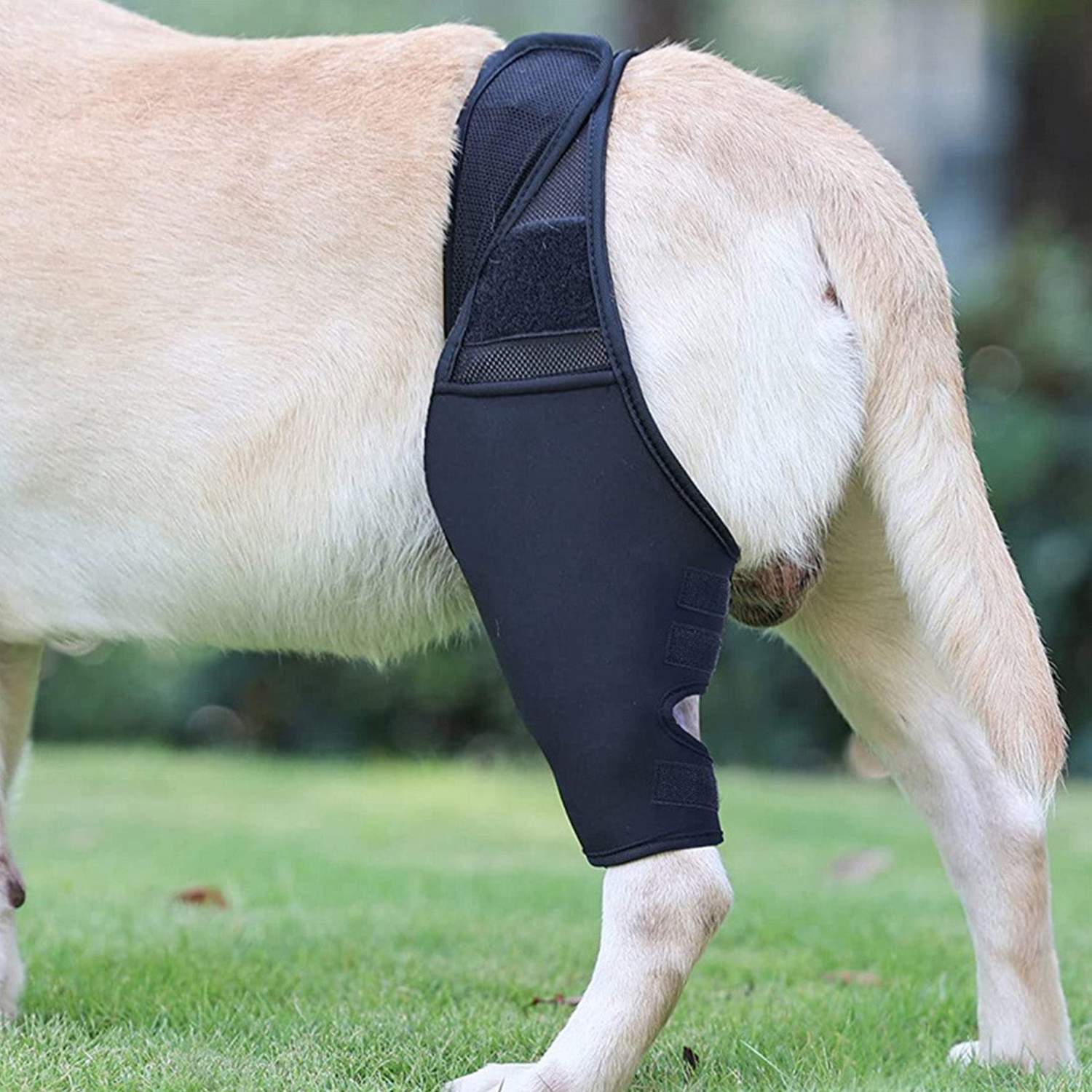 Dog Elbow Brace for Joint Support, Arthritis, and Injury Recovery