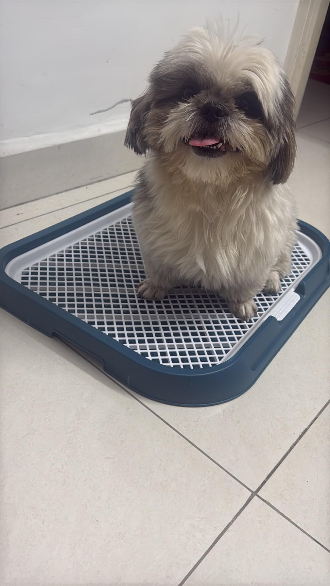 Dog Potty Training Toilet – Plastic Pee Pad Holder with Removable Net, Anti-Splash Guard & Easy Clean Tray