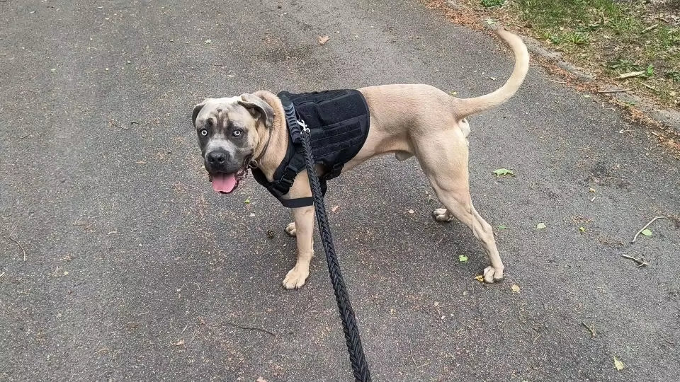 Large Dog Harness and Leash Set – No-Pull Training Vest with Collar, Made from Military-Standard 1050D Nylon