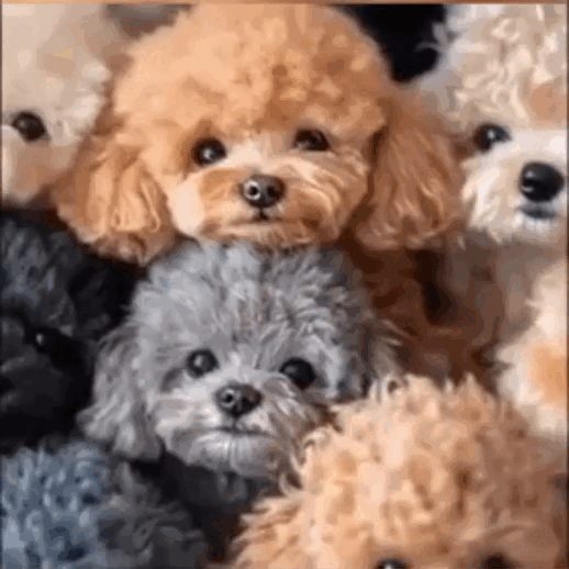 Realistic Robotic Dog Plushie – Interactive Dog Toy That Walks Barks & Wags Tail, Safe for Ages 3+