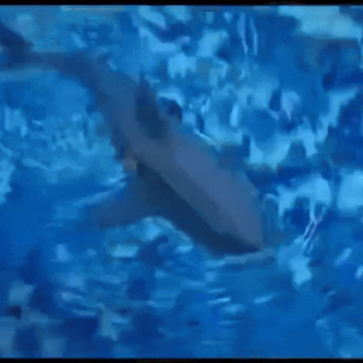 Remote Control Shark Submarine Toy, RC Shark Electric Rechargeable Water Toy