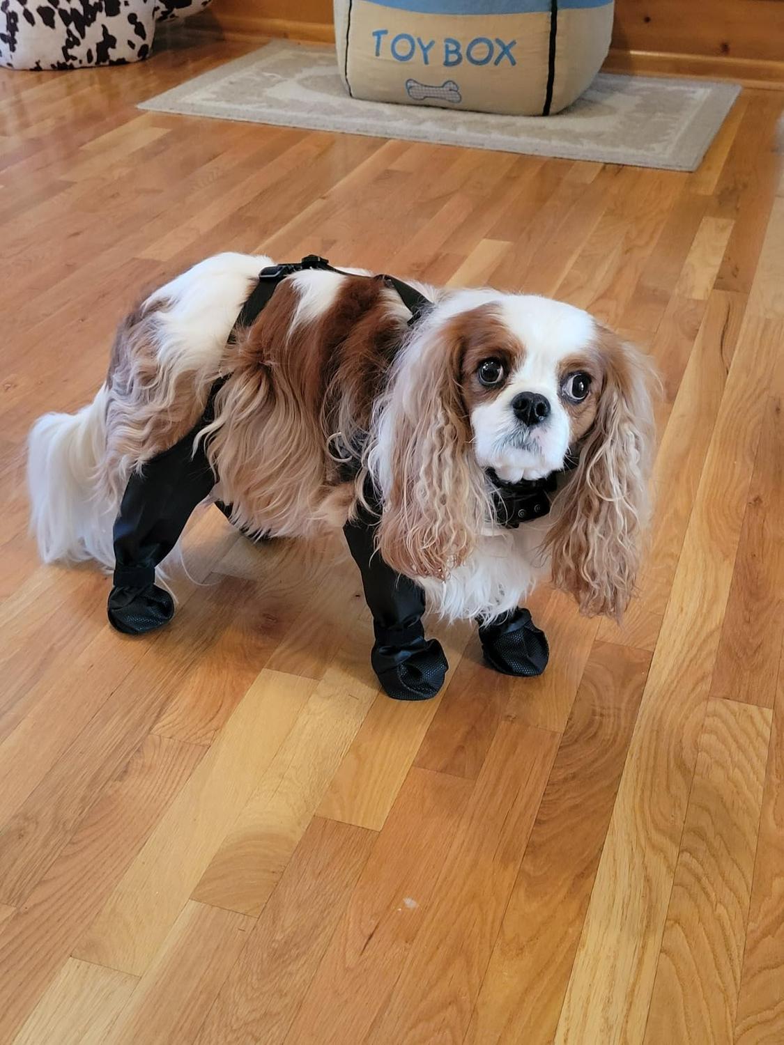Suspender Dogs Boots - Waterproof Dog Shoes Adjustable Dog Boots Non Slip Breathable