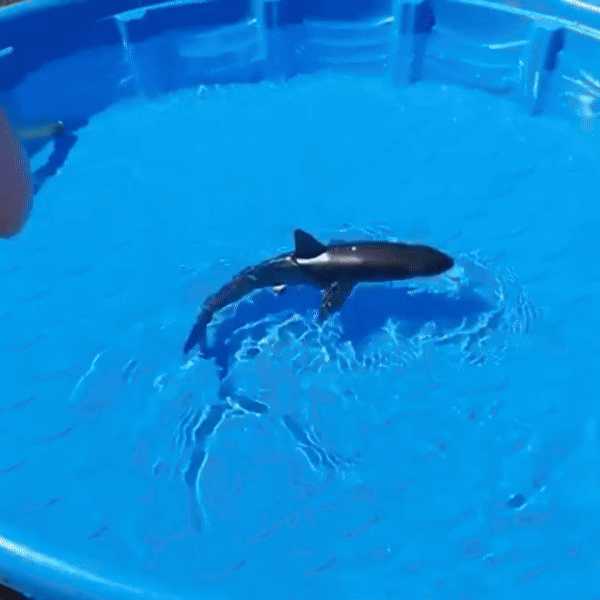 Water Spray Remote Control Shark Toy Electric Toy under the Water Gift for Kids