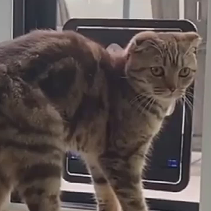 Magnetic Locking Cat and Dog Door with ABS Flap for Cats & Small Dogs, Easy Installation, Scratch Resistant